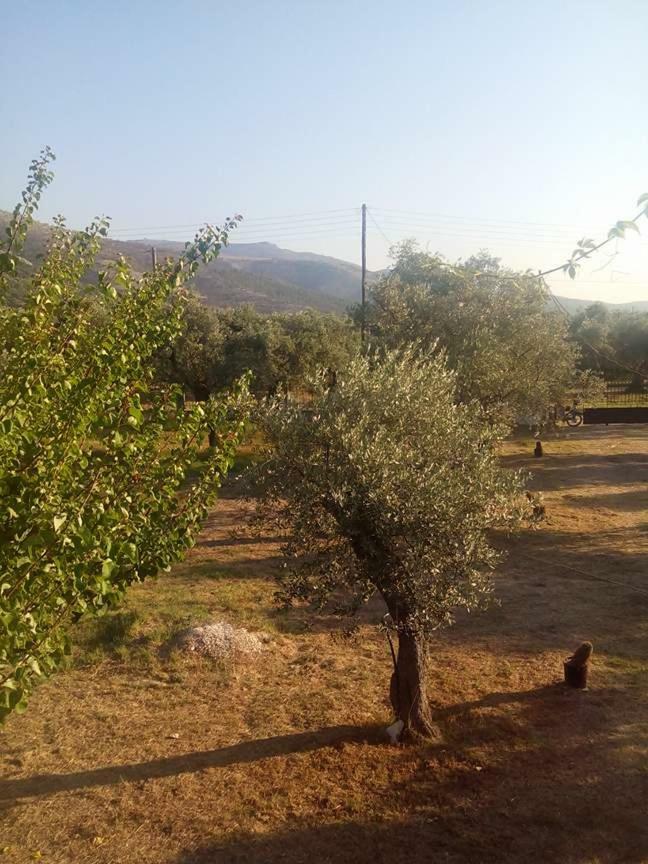 Appartamento Vlachogiannis El Estate Skala Rachoni  Esterno foto