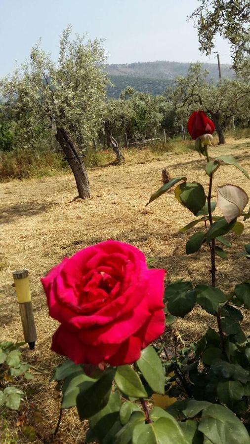Appartamento Vlachogiannis El Estate Skala Rachoni  Esterno foto